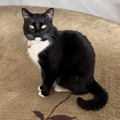 Logan, Adoptable, Young Female Domestic Short Hair & Domestic Short Hair.