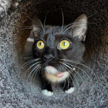 Logan, a Adoptable Domestic Short Hair in Elk Grove Village, IL image 2/3