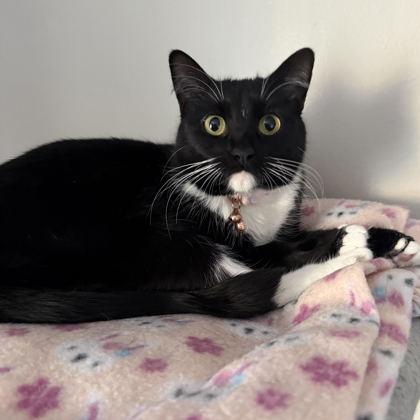 Logan, a Adoptable Domestic Short Hair in Elk Grove Village, IL image 1/2