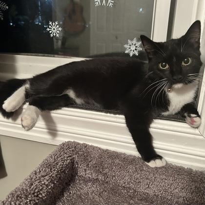 Enlarge Logan, a Adoptable Domestic Short Hair in Elk Grove Village, IL image 3/3