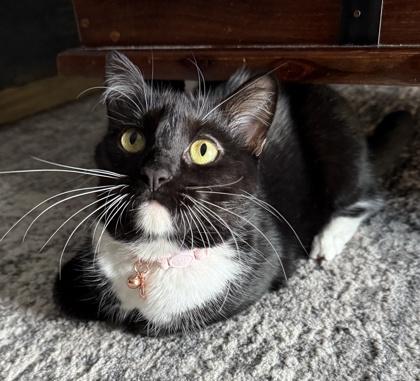 Logan, a Adoptable Domestic Short Hair in Elk Grove Village, IL image 3/3