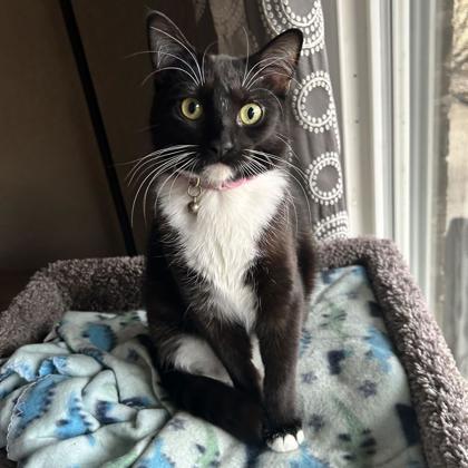 Enlarge Logan, a Adoptable Domestic Short Hair in Elk Grove Village, IL image 3/3