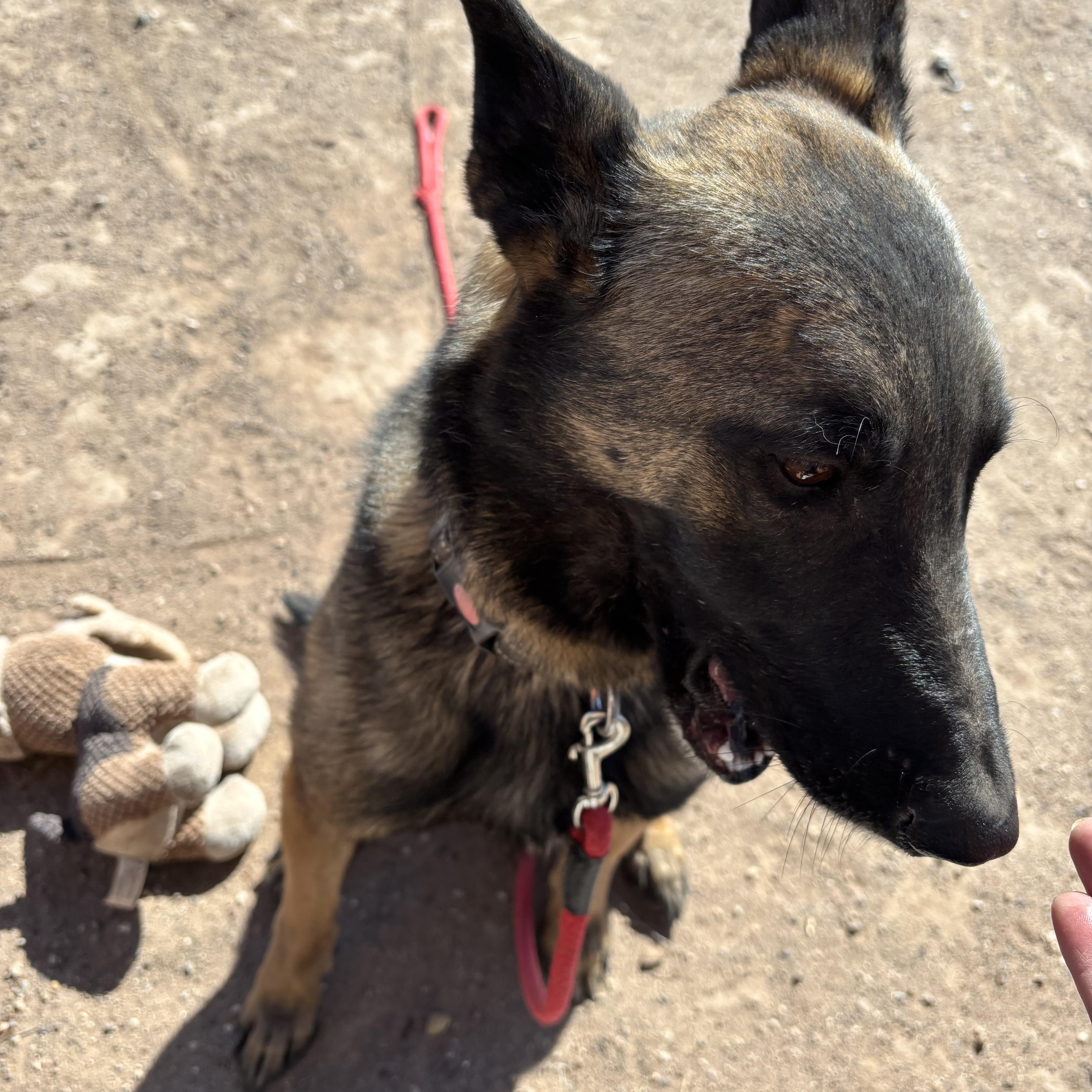 Handsom, an adopted mixed breed in Deming, NM image 2/2
