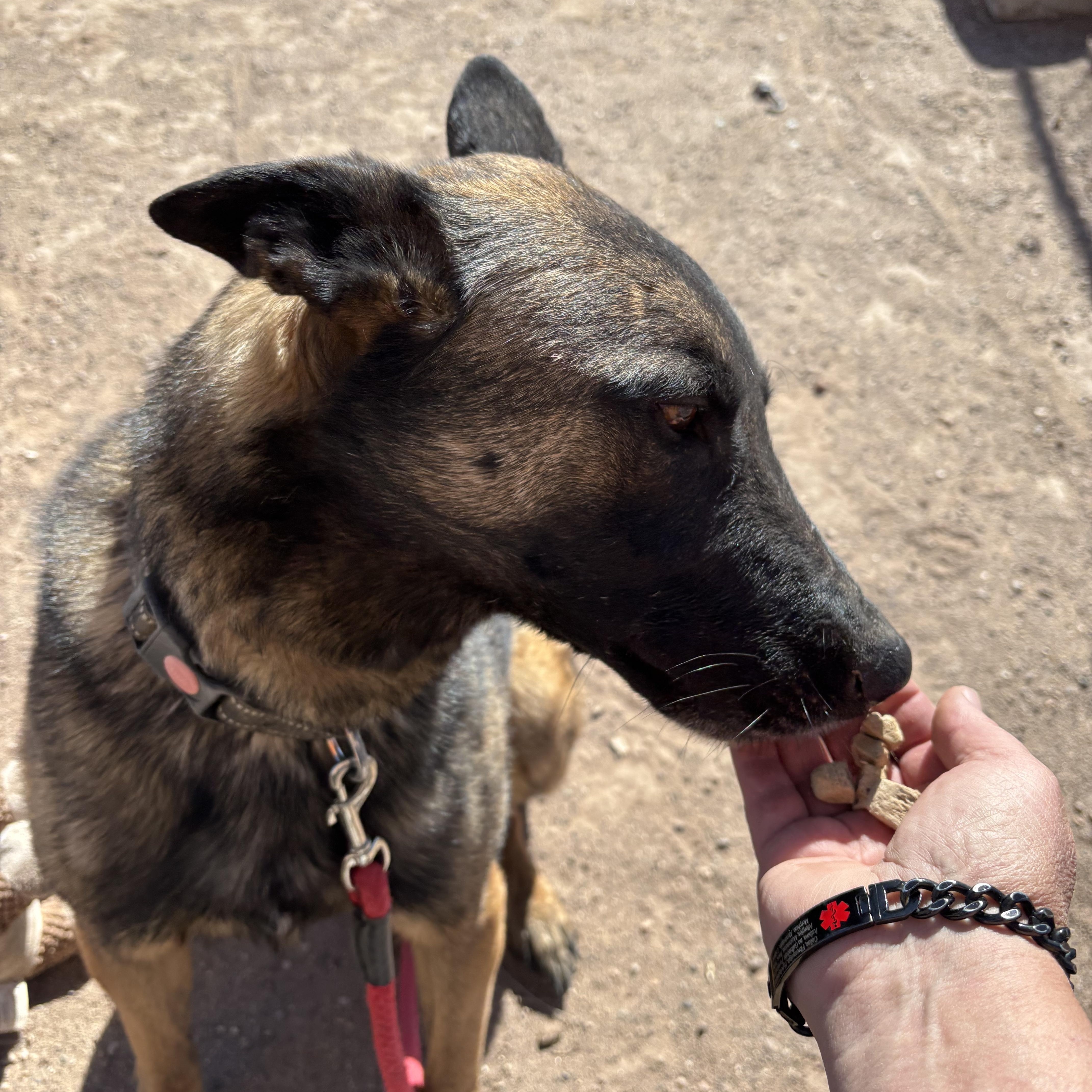 Handsom, an adopted mixed breed in Deming, NM image 1/2
