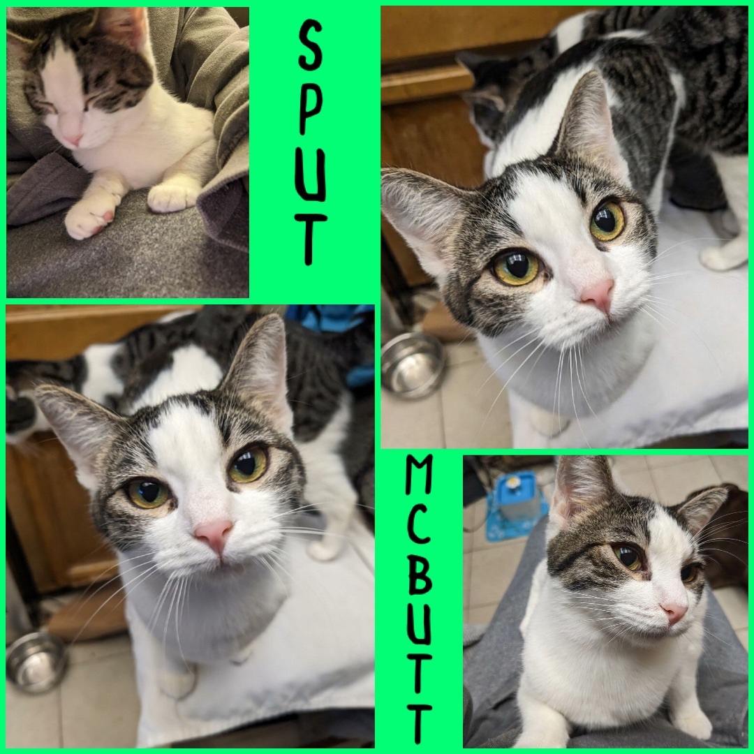 Sput McButt, a Adoptable Domestic Short Hair in Vallejo, CA image 2/2
