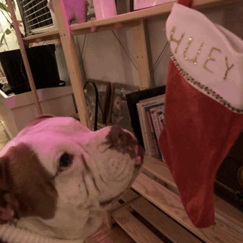 Enlarge Huey, a Adoptable mixed breed in Austin, TX image 1/5