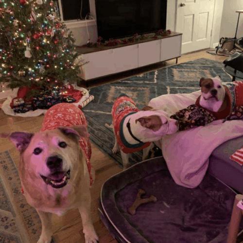 Enlarge Huey, a Adoptable mixed breed in Austin, TX image 2/5