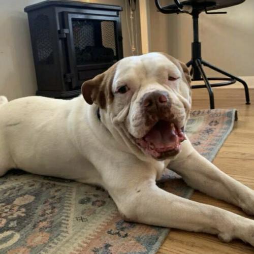 Enlarge Huey, a Adoptable mixed breed in Austin, TX image 3/5