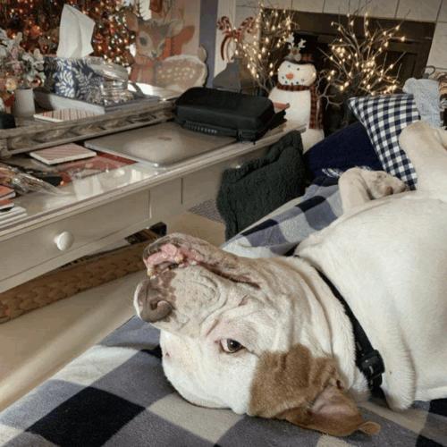 Enlarge Huey, a Adoptable mixed breed in Austin, TX image 5/5