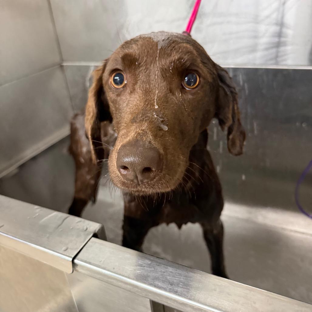Dottie, Adoptable, Adult Female Chocolate Labrador Retriever & Beagle.