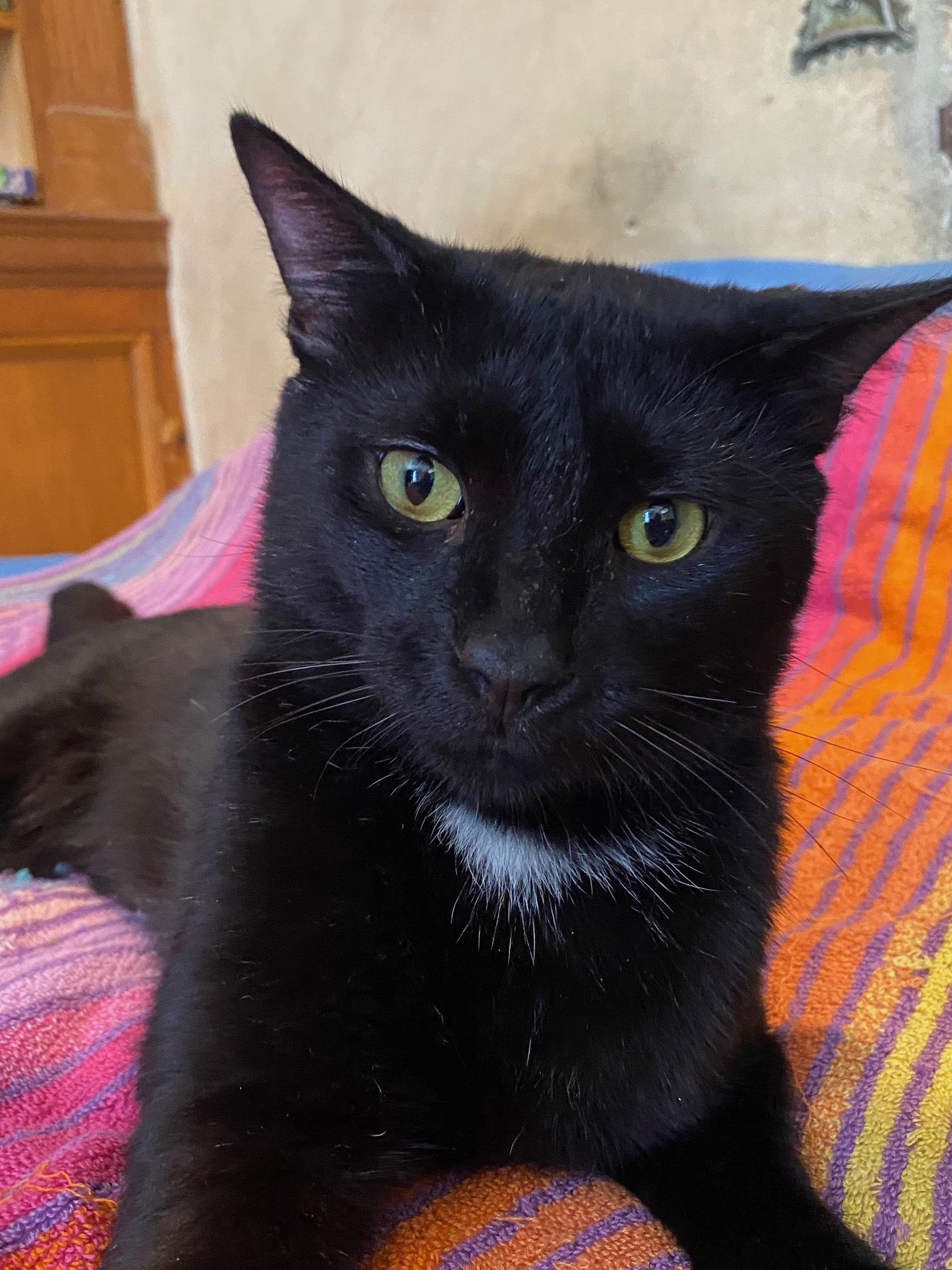 Tippy, adopted, Young Male Domestic Short Hair.