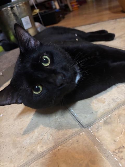 Tippy, an adopted Domestic Short Hair in New York, NY image 3/6