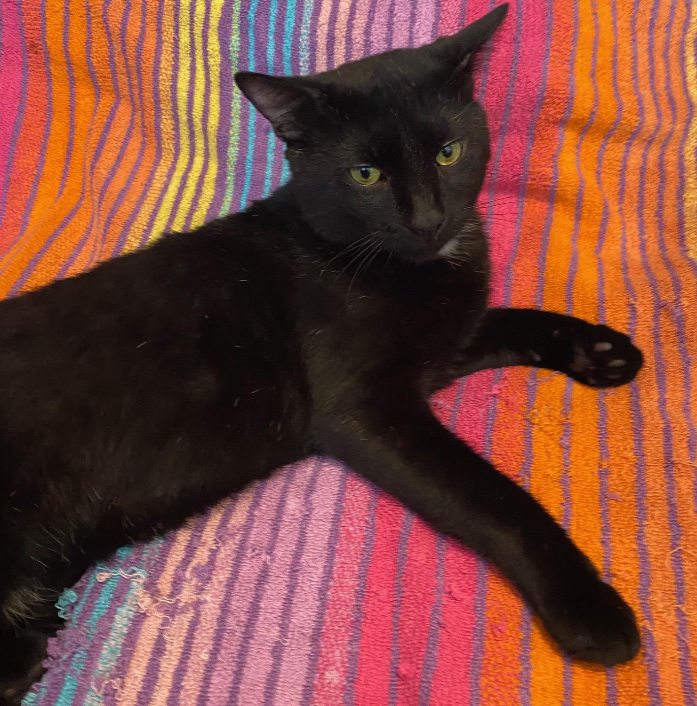 Tippy, an adopted Domestic Short Hair in New York, NY image 2/6