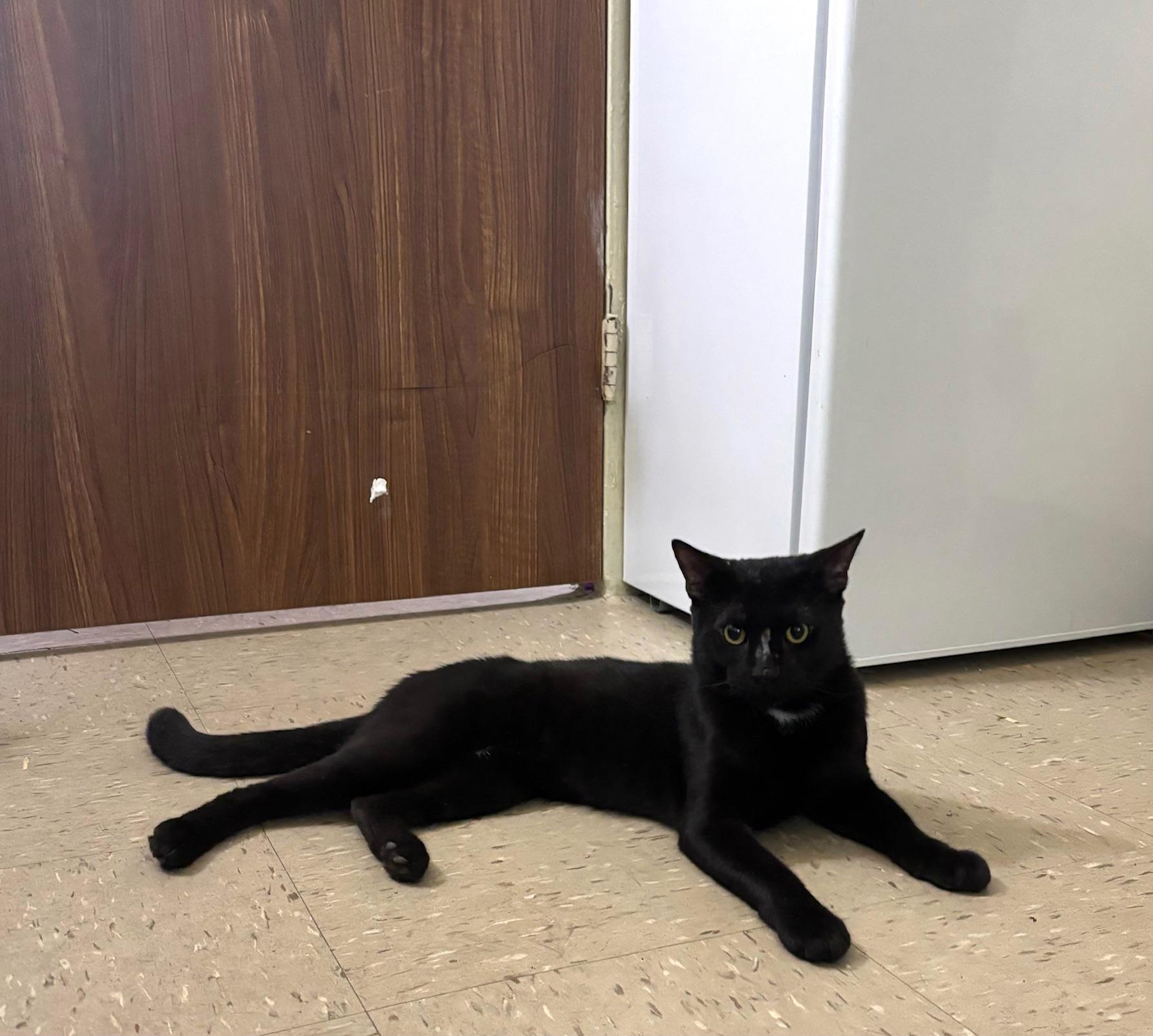 Tippy, an adopted Domestic Short Hair in New York, NY image 5/6