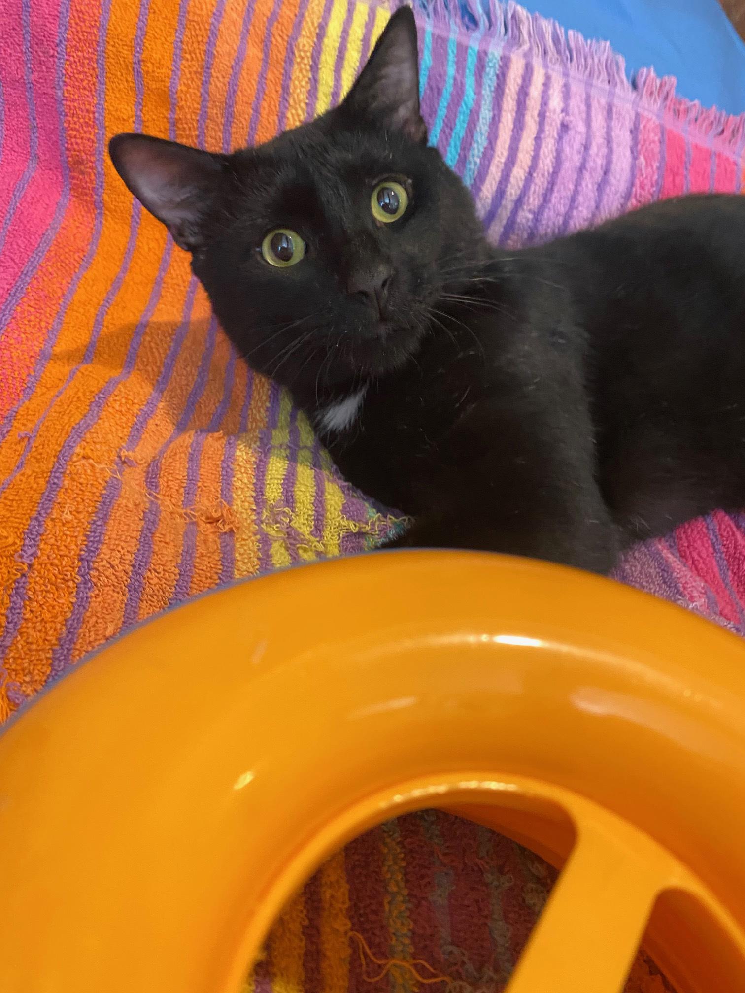 Tippy, an adopted Domestic Short Hair in New York, NY image 4/6