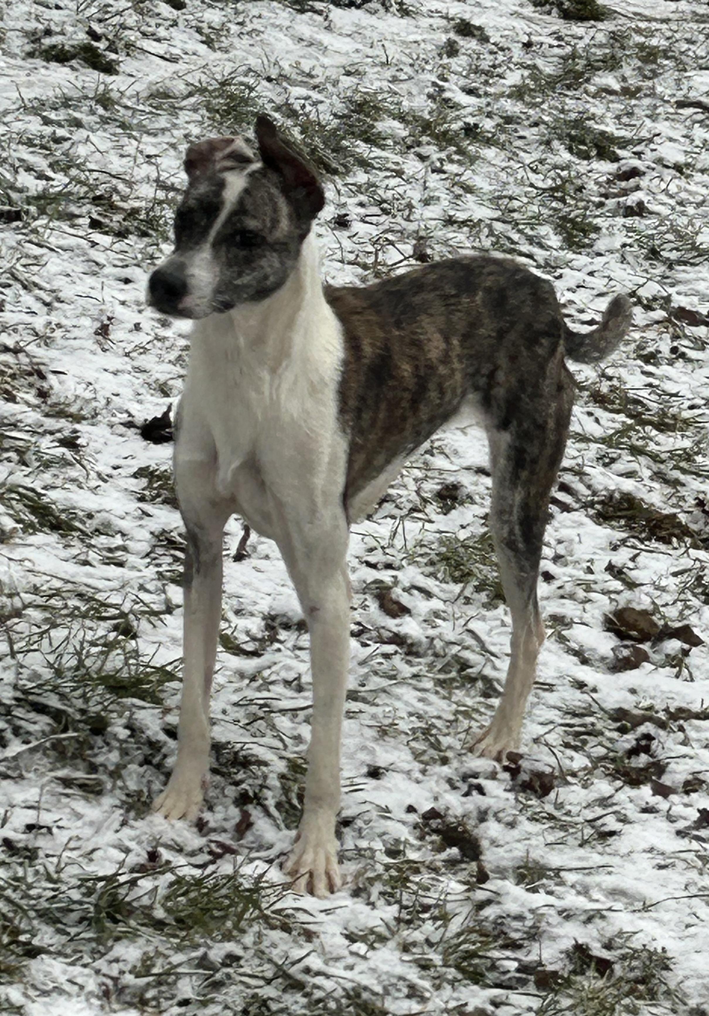 Starr, a Adoptable mixed breed in Chelsea, VT image 1/3