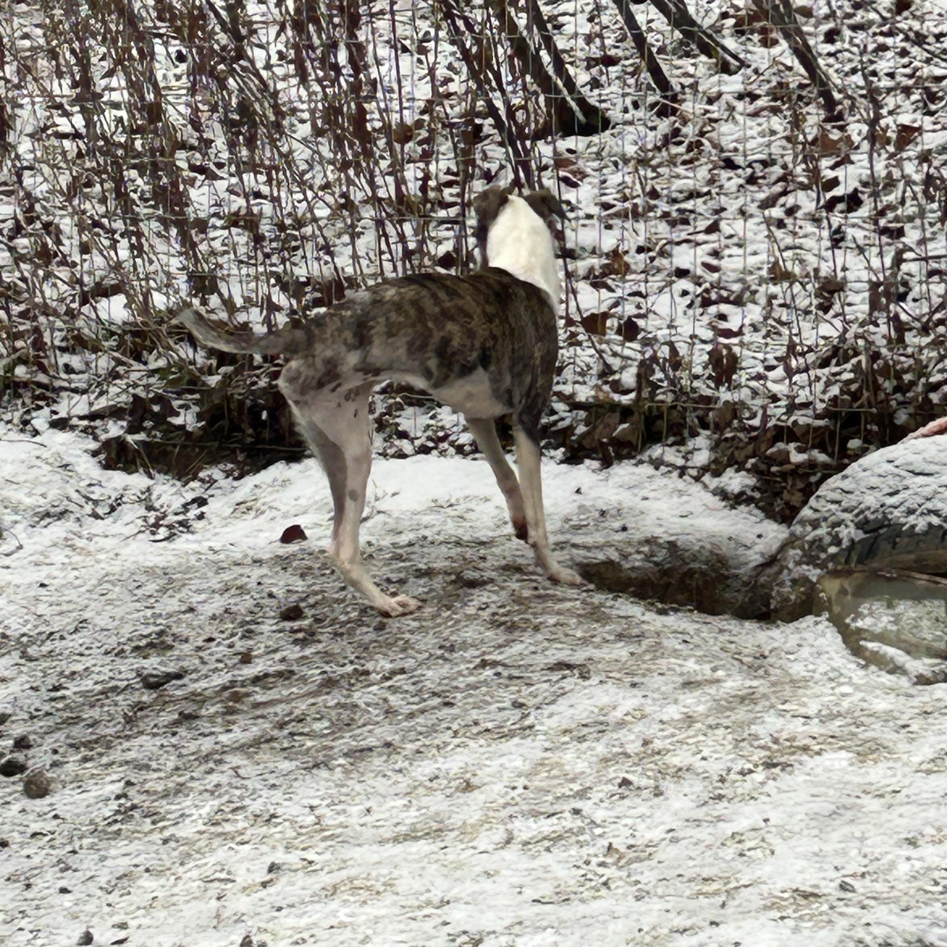 Starr, a Adoptable mixed breed in Chelsea, VT image 2/3