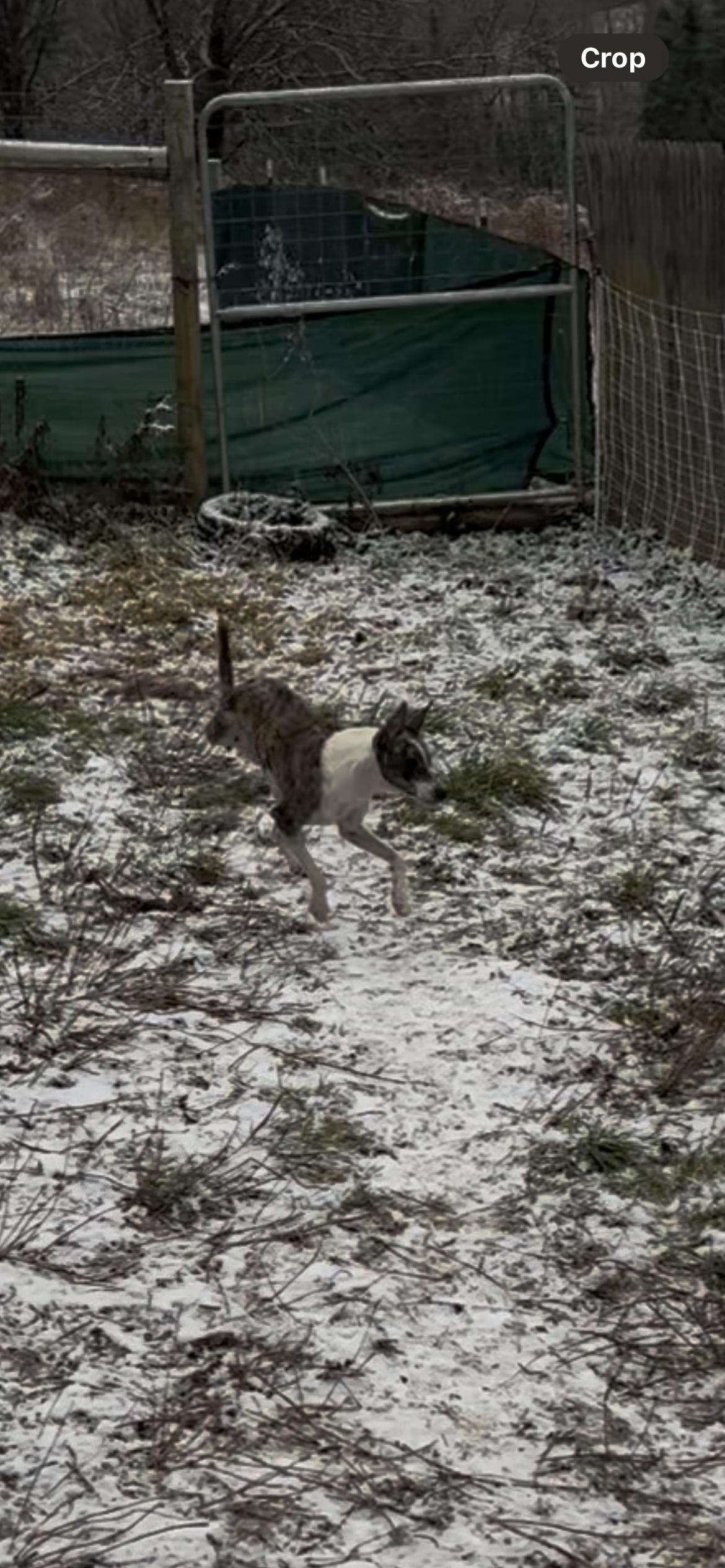 Starr, a Adoptable mixed breed in Chelsea, VT image 3/3
