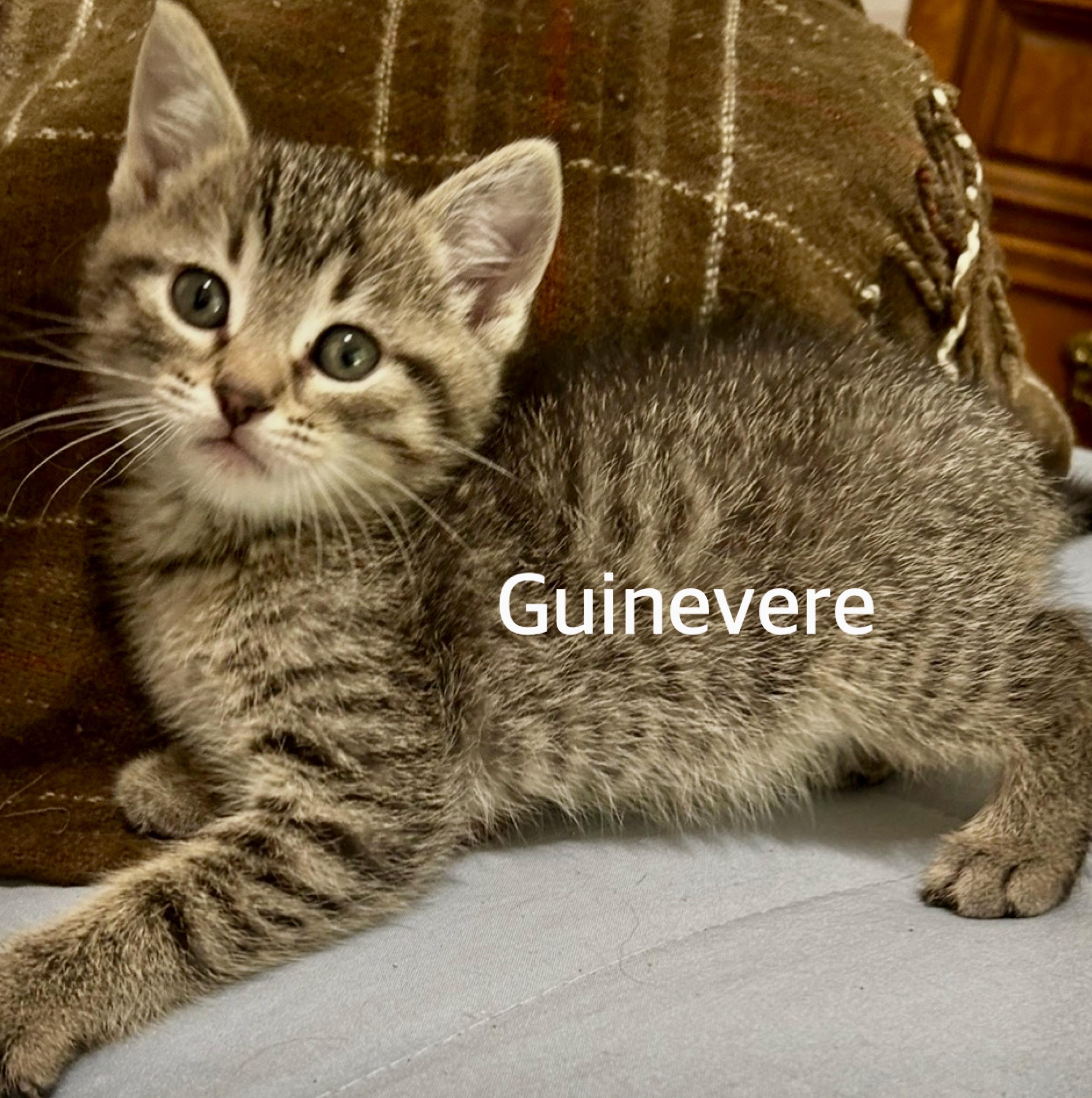 Guinevere, ADOPTABLE, Kitten Female Domestic Short Hair.