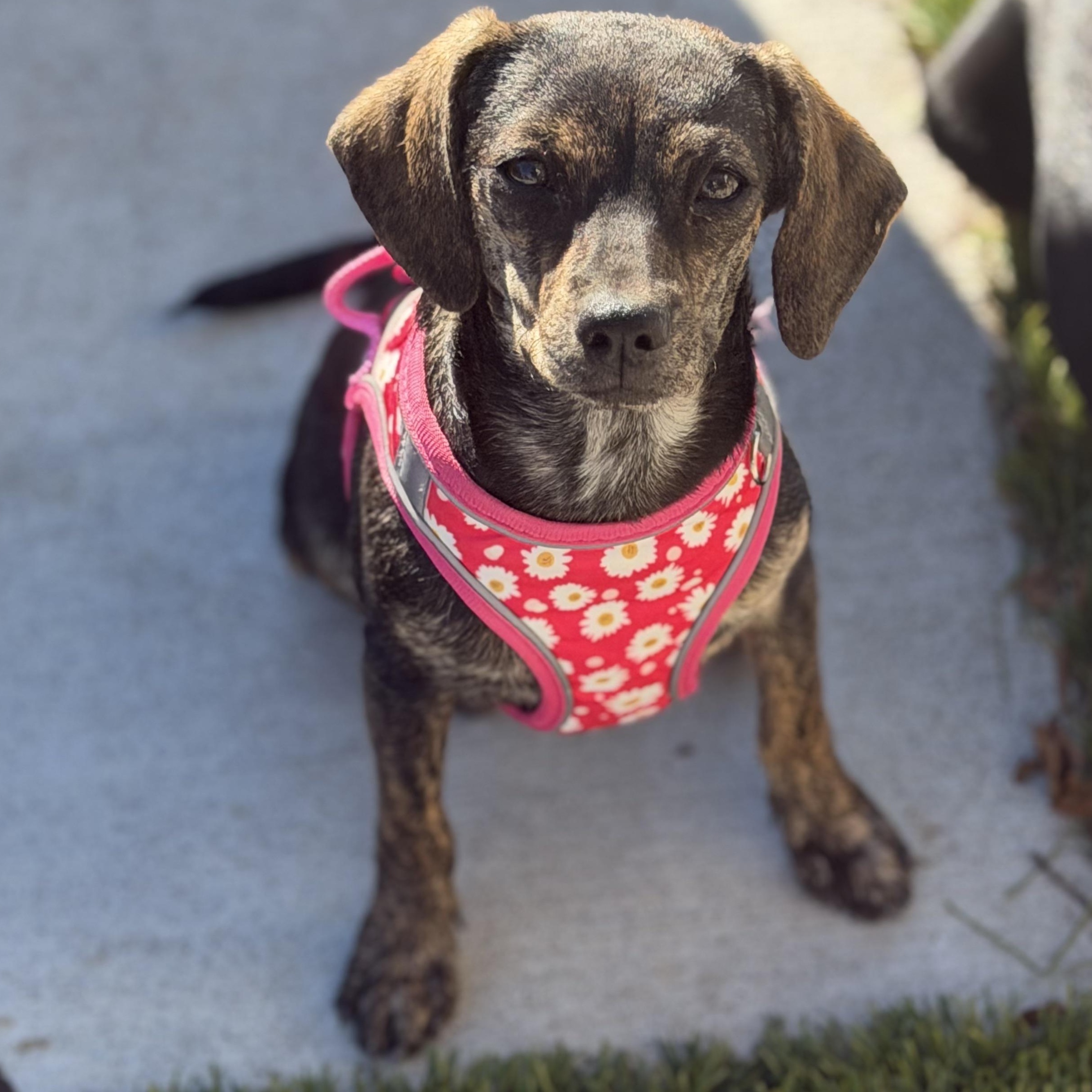 Ms. Sweetie Pie Whisper (Deaf), Adoptable, Puppy Female Dachshund (Miniature Long Haired) & Chihuahua.