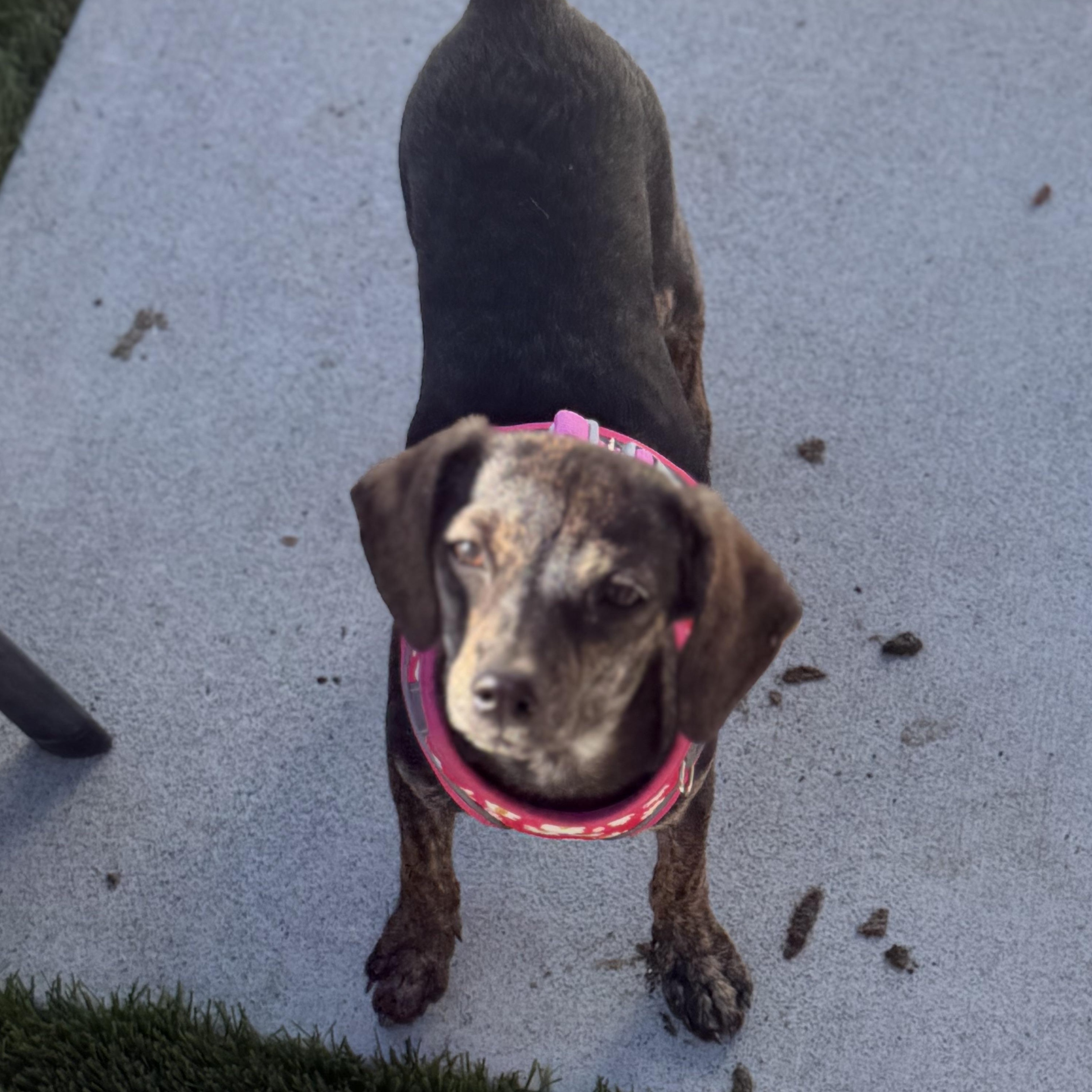 Enlarge Ms. Sweetie Pie Whisper (Deaf), a Adoptable mixed breed in Ridgefield, WA image 5/6