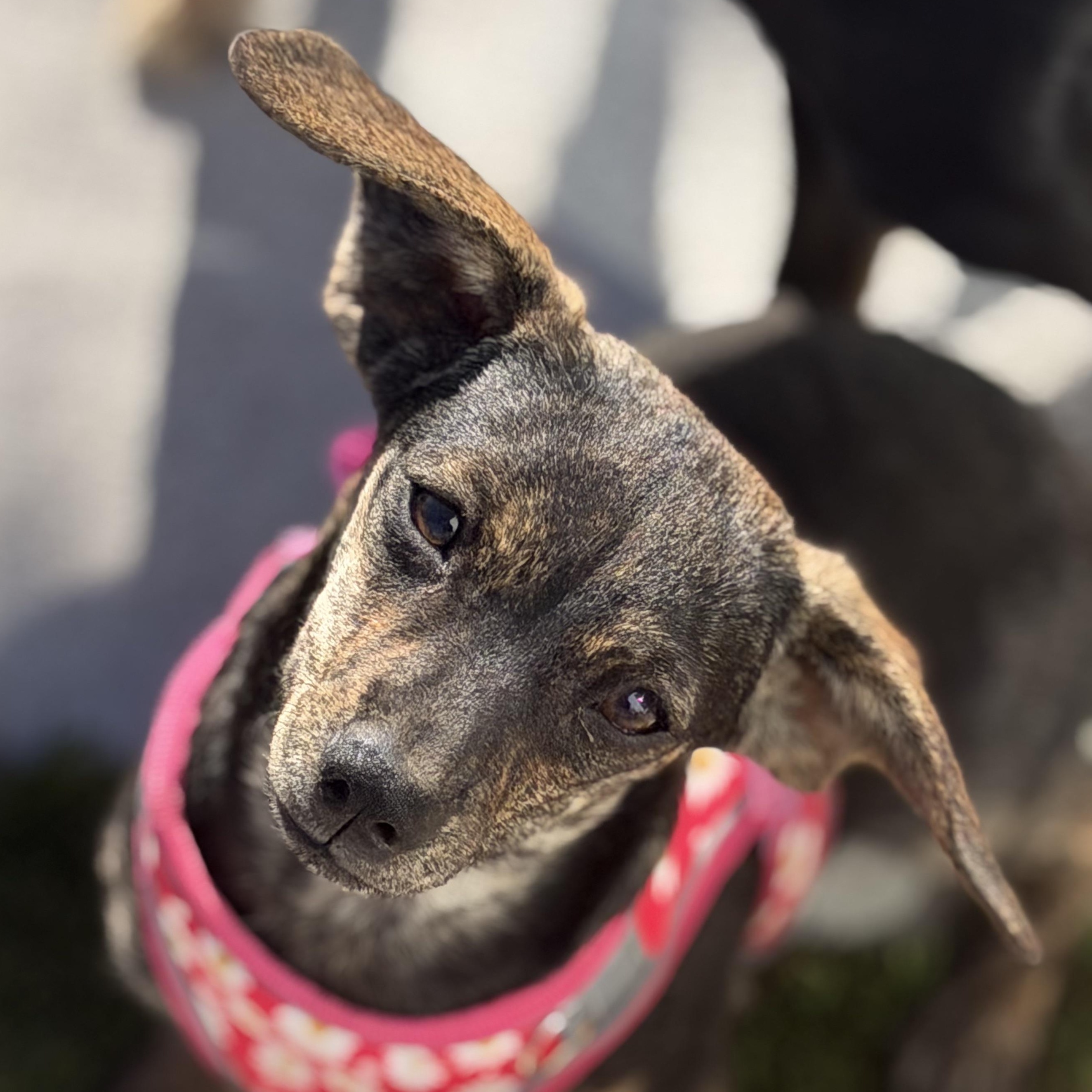 Enlarge Ms. Sweetie Pie Whisper (Deaf), a Adoptable mixed breed in Ridgefield, WA image 2/6
