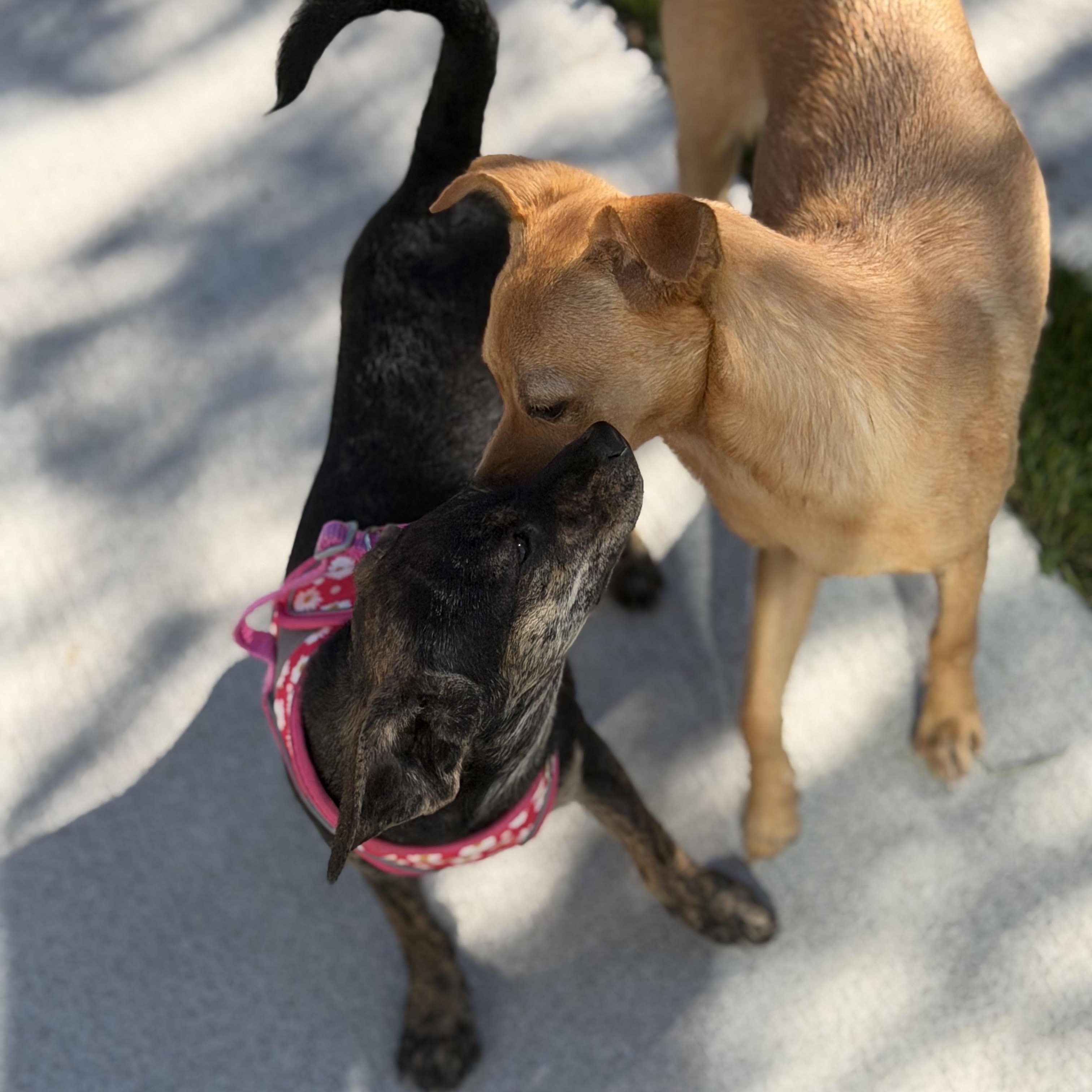 Enlarge Ms. Sweetie Pie Whisper (Deaf), a Adoptable mixed breed in Ridgefield, WA image 4/6