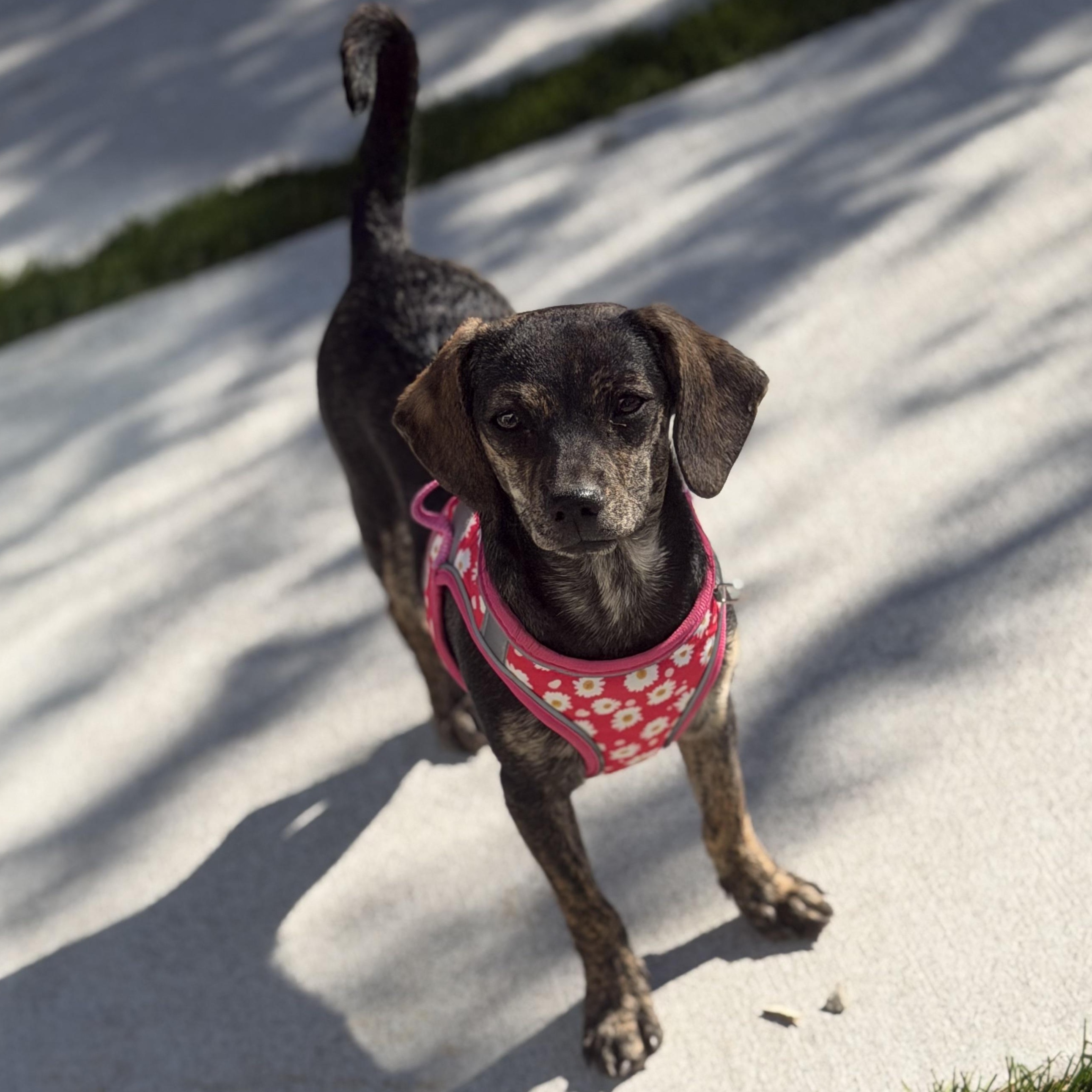 Enlarge Ms. Sweetie Pie Whisper (Deaf), a Adoptable mixed breed in Ridgefield, WA image 3/6