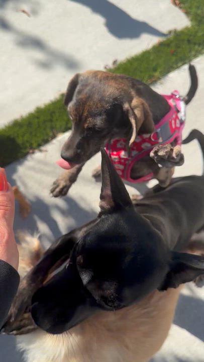 Enlarge Ms. Sweetie Pie Whisper (Deaf), a Adoptable mixed breed in Ridgefield, WA video 6/6