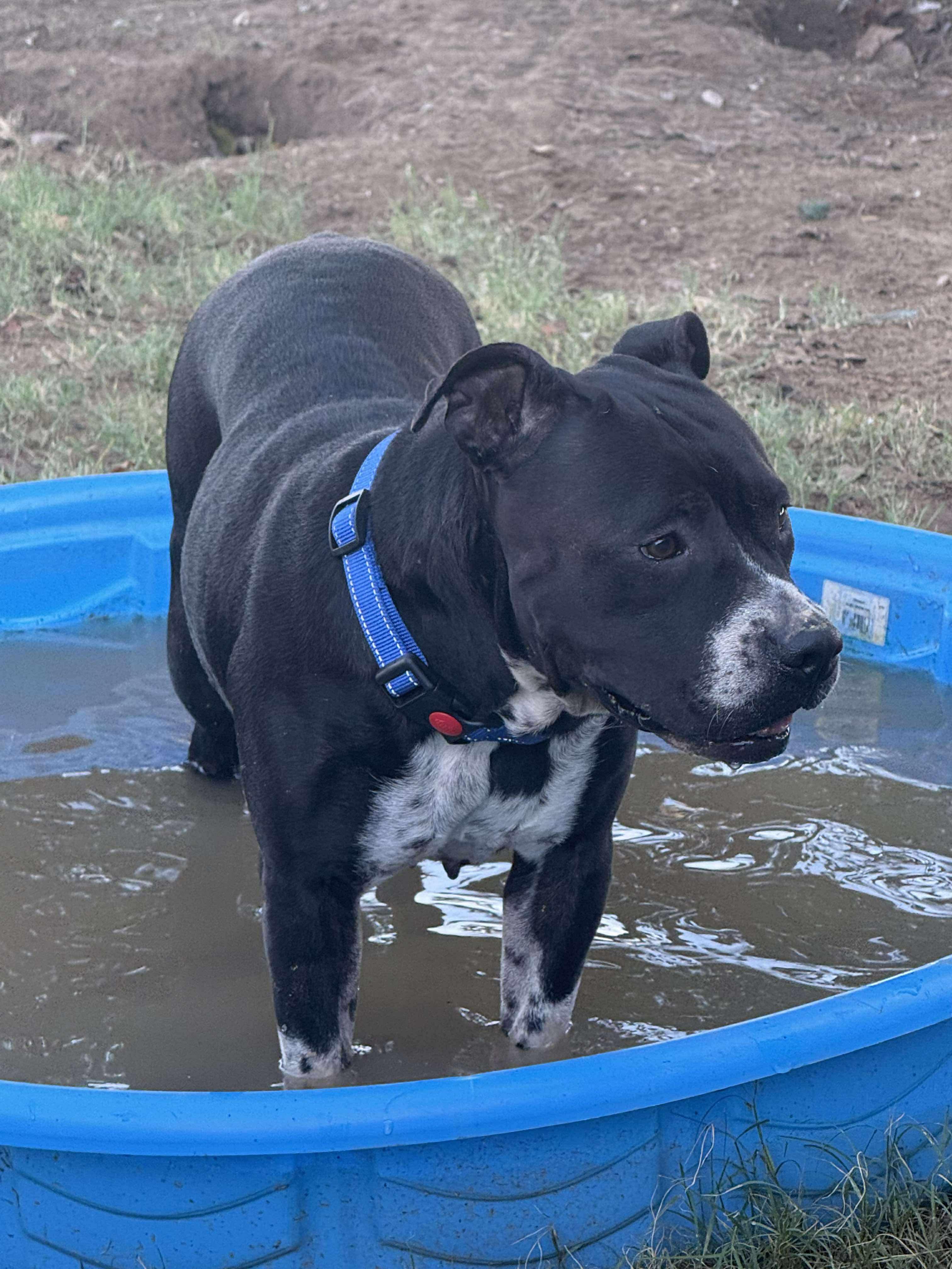 Enlarge Peggy Sue, a Adoptable Pit Bull Terrier in Bothell, WA image 4/6