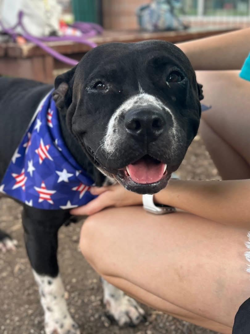 Enlarge Peggy Sue, a Adoptable Pit Bull Terrier in Bothell, WA image 6/6