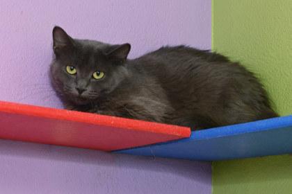 Empress Souffle, Adoptable, Adult Female Domestic Medium Hair & Domestic Short Hair.