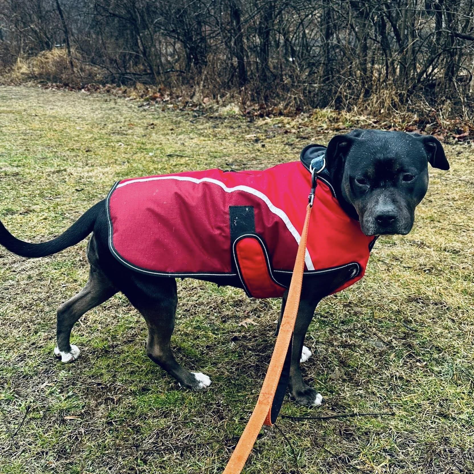 Enlarge Dora, a Adoptable mixed breed in Phoenixville, PA image 2/6