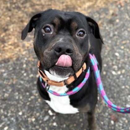 Dora, a Adoptable mixed breed in Phoenixville, PA image 5/6