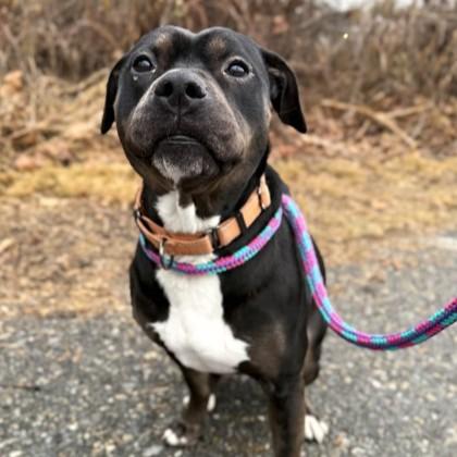 Dora, a Adoptable mixed breed in Phoenixville, PA image 6/6