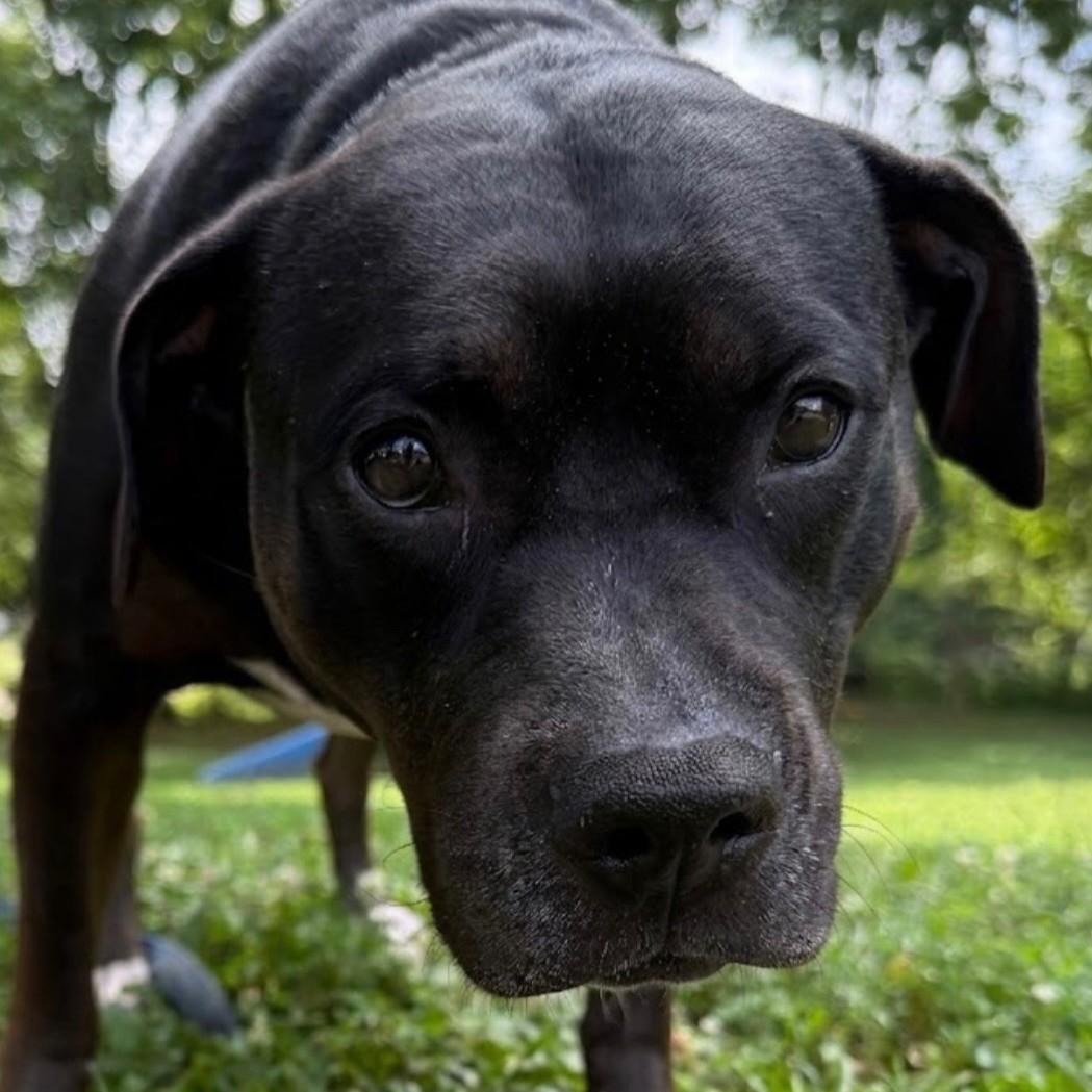 Dora, adoptable, Adult Female Pit Bull Terrier.