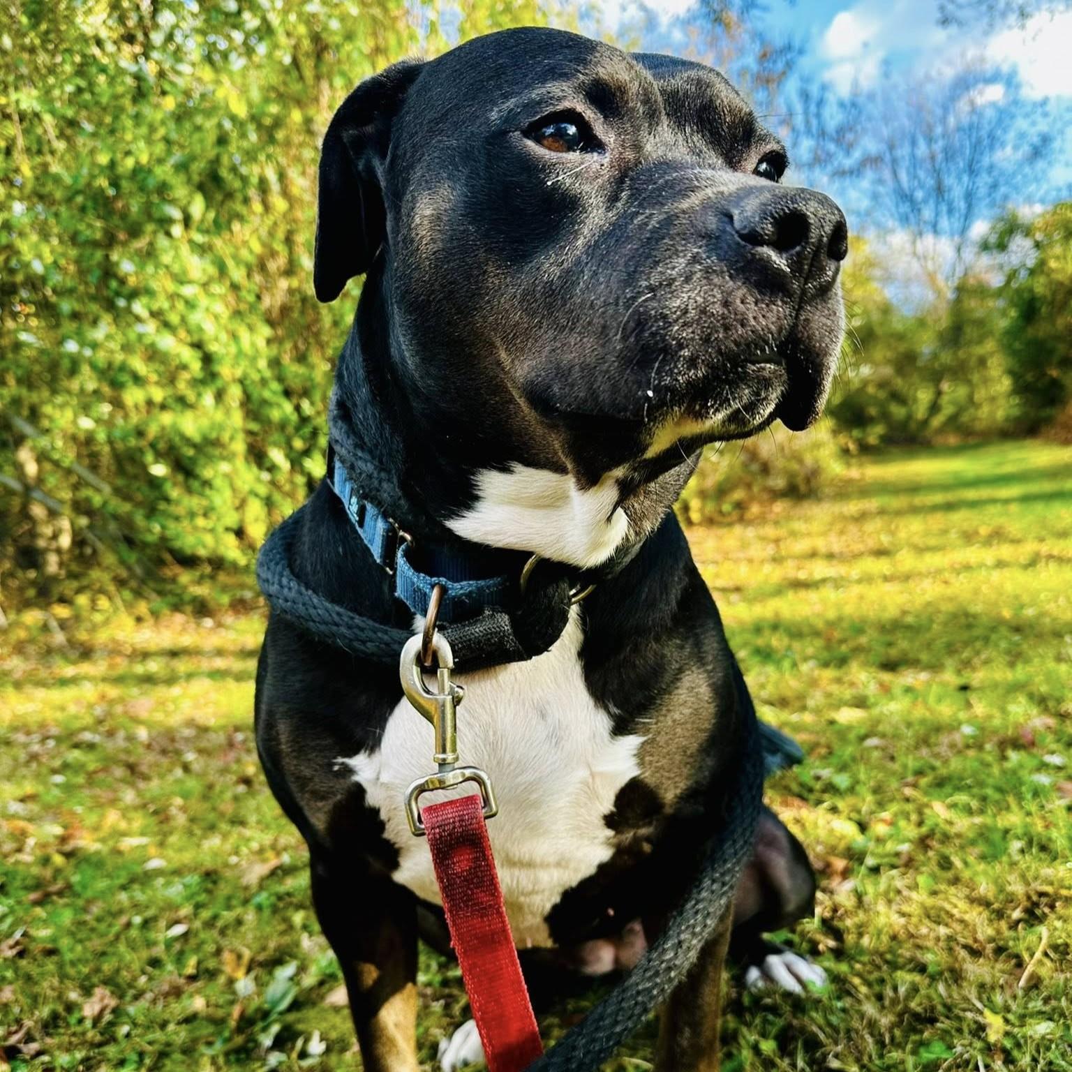 Dora, a Adoptable mixed breed in Phoenixville, PA image 1/6