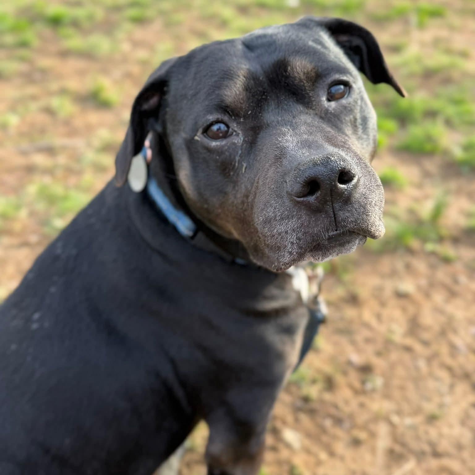 Dora, Adoptable, Adult Female Pit Bull Terrier.