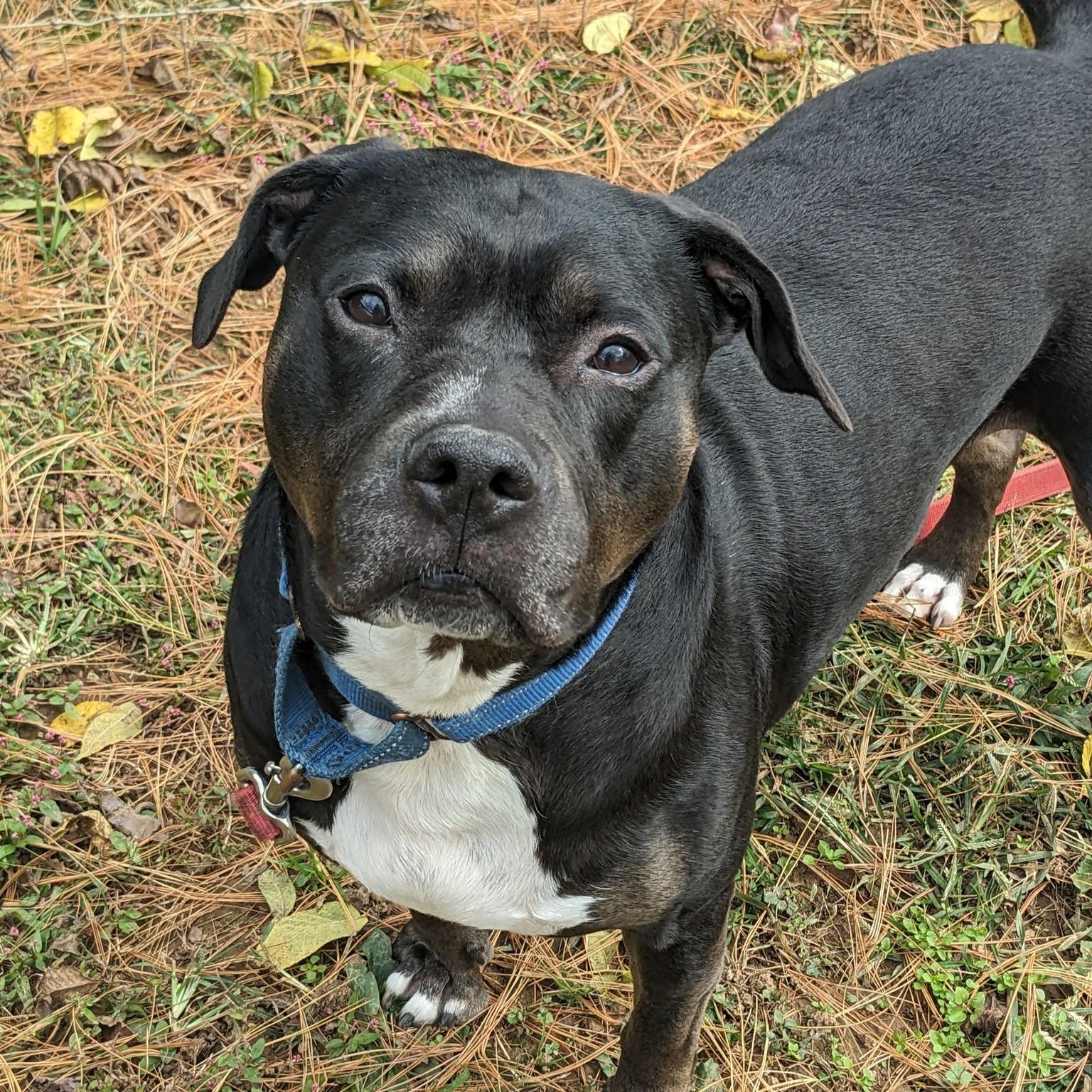 Dora, a Adoptable mixed breed in Phoenixville, PA image 4/6