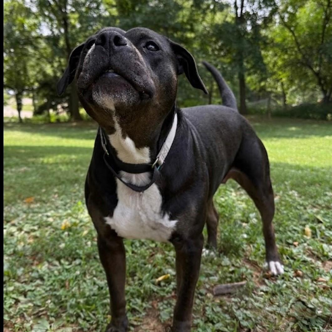 Dora, an adoptable mixed breed in Phoenixville, PA image 4/6