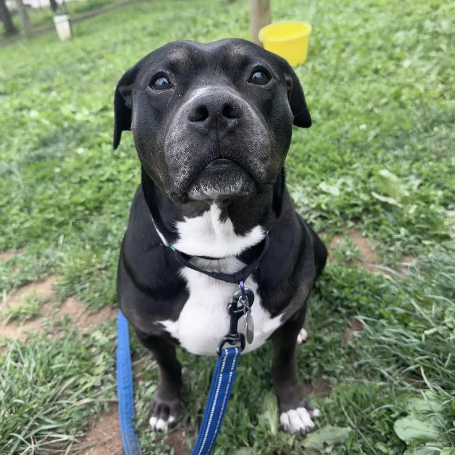 Enlarge Dora, an adoptable mixed breed in Phoenixville, PA image 1/6