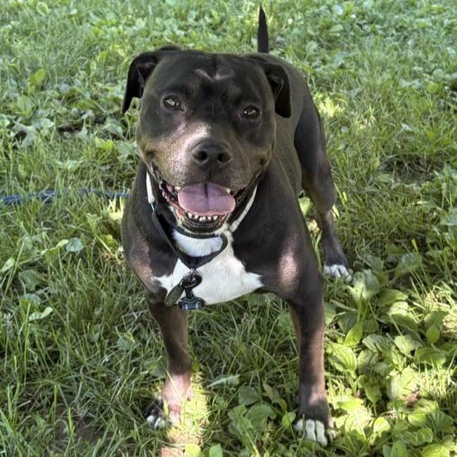 Enlarge Dora, an adoptable mixed breed in Phoenixville, PA image 2/6
