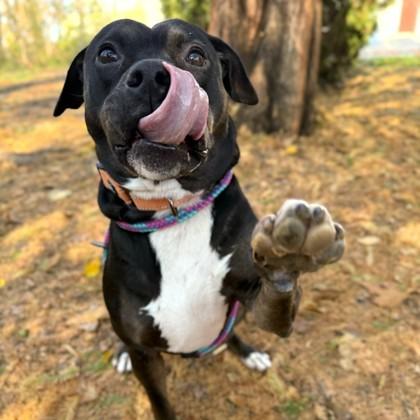 Dora, a Adoptable mixed breed in Phoenixville, PA image 2/6