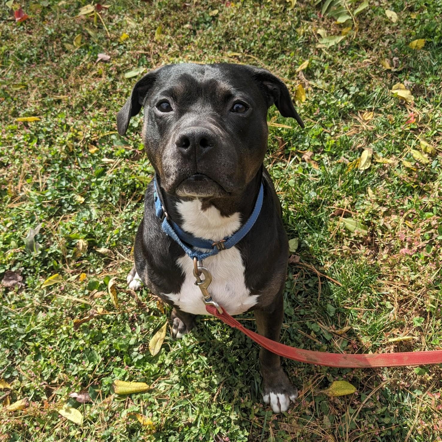 Dora, a Adoptable mixed breed in Phoenixville, PA image 3/6