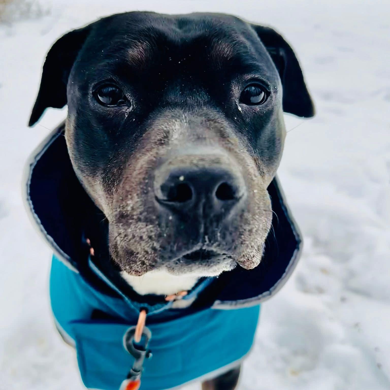 Enlarge Dora, a Adoptable mixed breed in Phoenixville, PA image 3/6