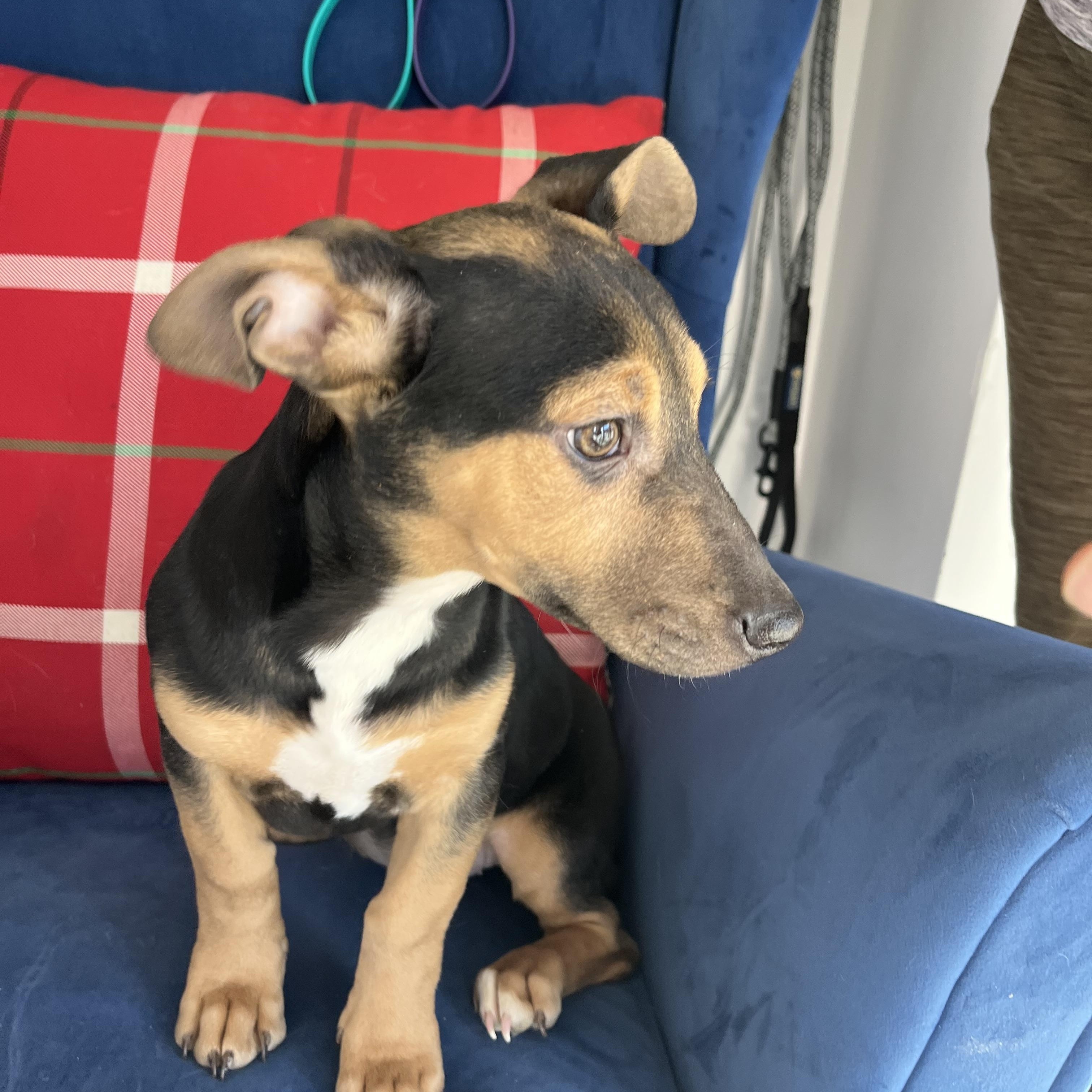 Enlarge Mila , a ADOPTABLE mixed breed in Poway, CA image 1/1