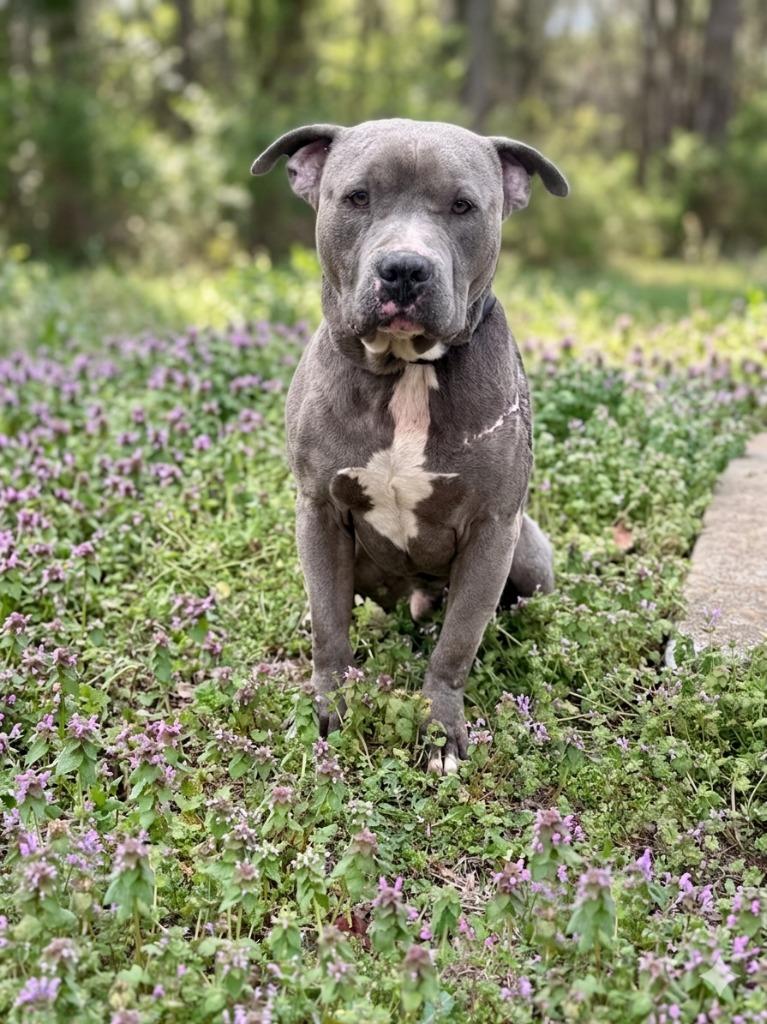 Trigger, Adoptable, Adult Male Pit Bull Terrier.