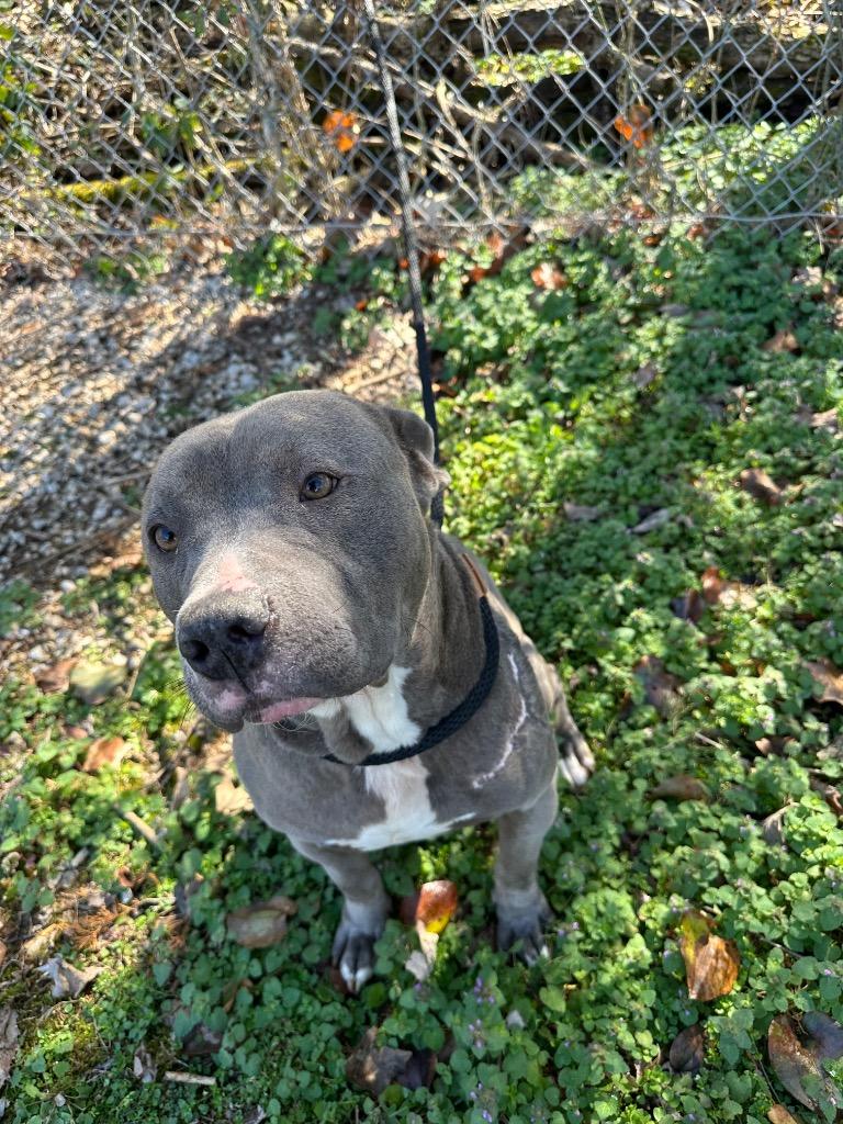 Enlarge Trigger, a Adoptable Pit Bull Terrier in Russellville, KY image 2/5
