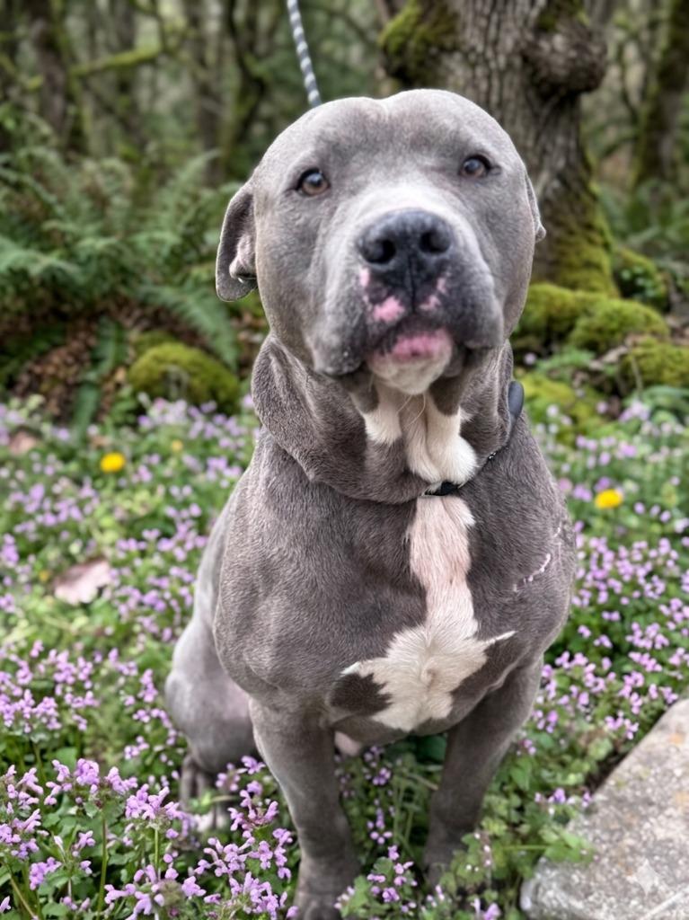 Enlarge Trigger, a Adoptable Pit Bull Terrier in Russellville, KY image 3/5