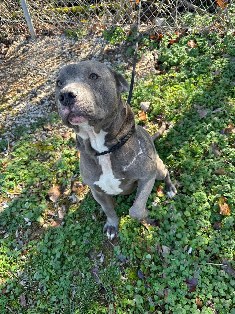 Enlarge Trigger, a Adoptable Pit Bull Terrier in Russellville, KY image 4/5